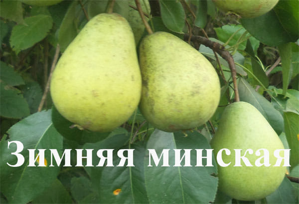 Груша Зимняя минская