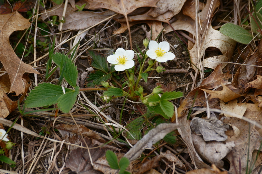 international backfill (iNaturalist): Fragaria