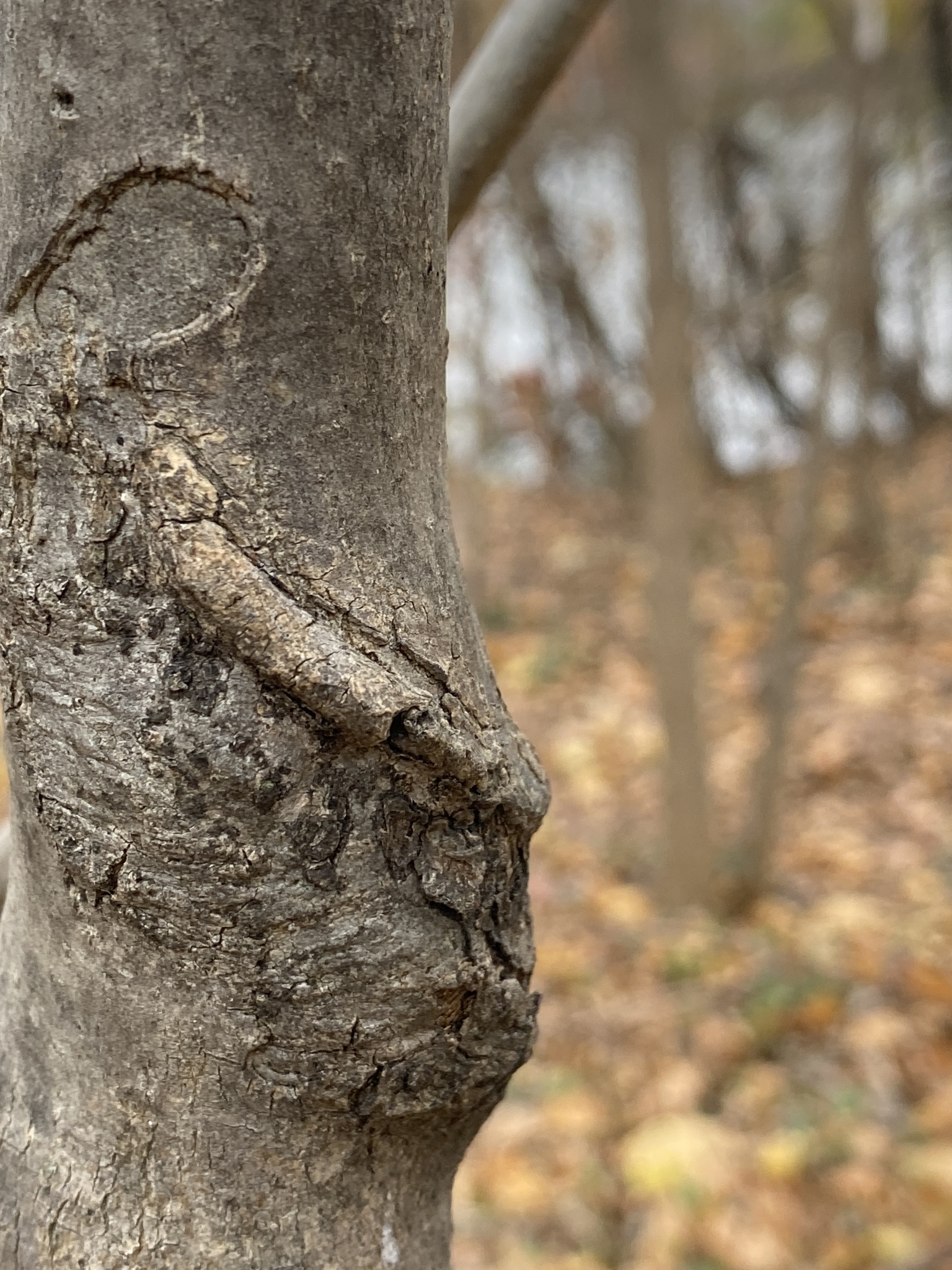 international backfill (iNaturalist): Fraxinus