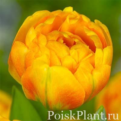 Тюльпан поздний махровый Sunlover