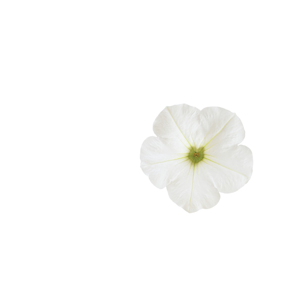 Петуния Sweetunia White