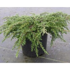 Можжевельник обыкновенный (Juniperus communis Repanda)