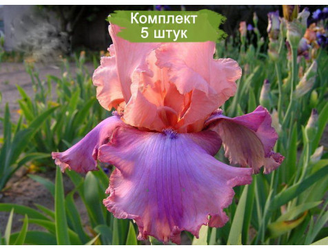 Ирис Прелестный розовый