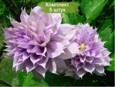 Клематис Бель оф Вокинг