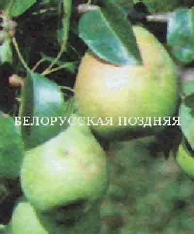 Груша Белорусская поздняя