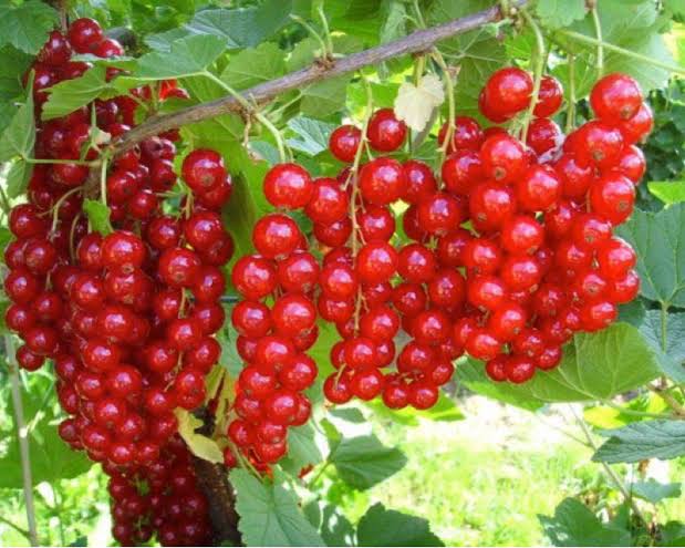 smorodina-ribes-krasnaya
