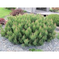 Сосна горная (Pinus mugo )