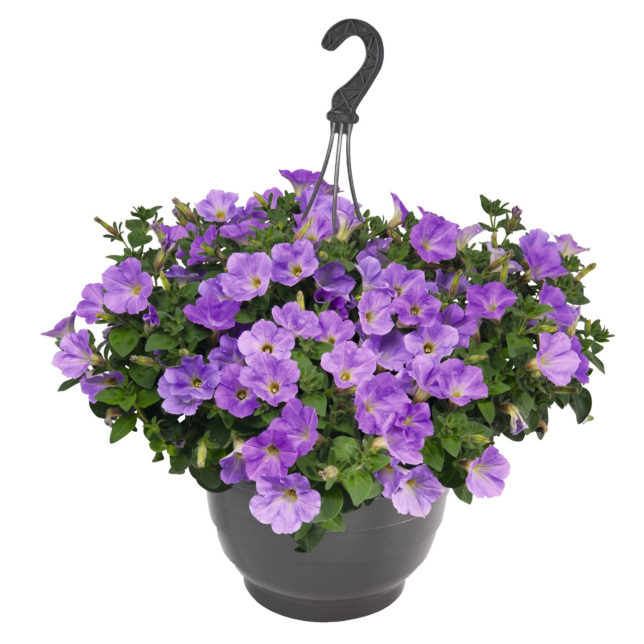 Петуния Sweetunia Blue Sky