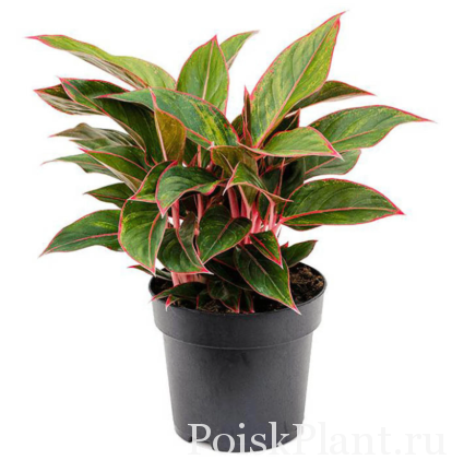 Аглаонема гибридная Siam Red Aurora