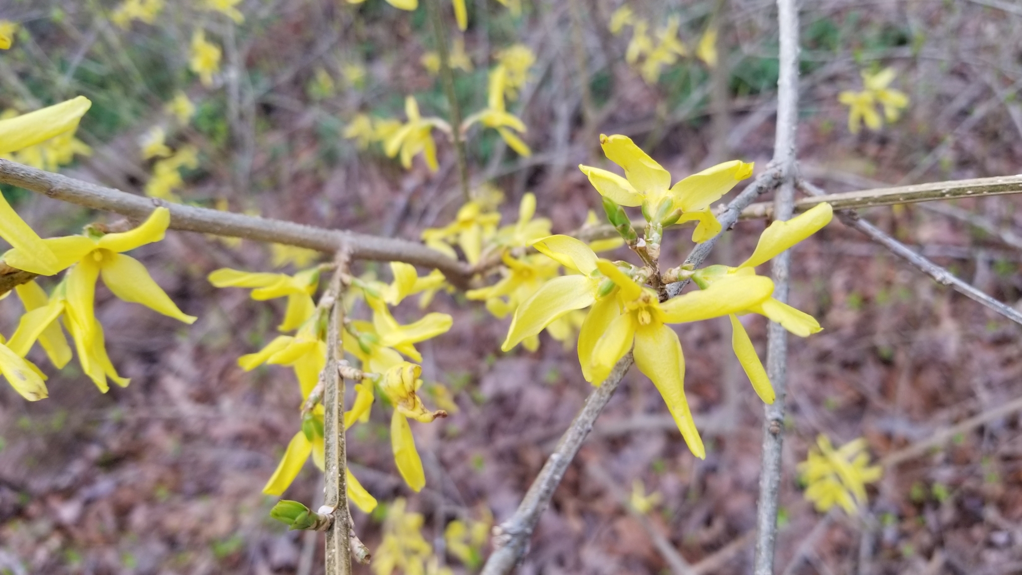 international backfill (iNaturalist): Forsythia