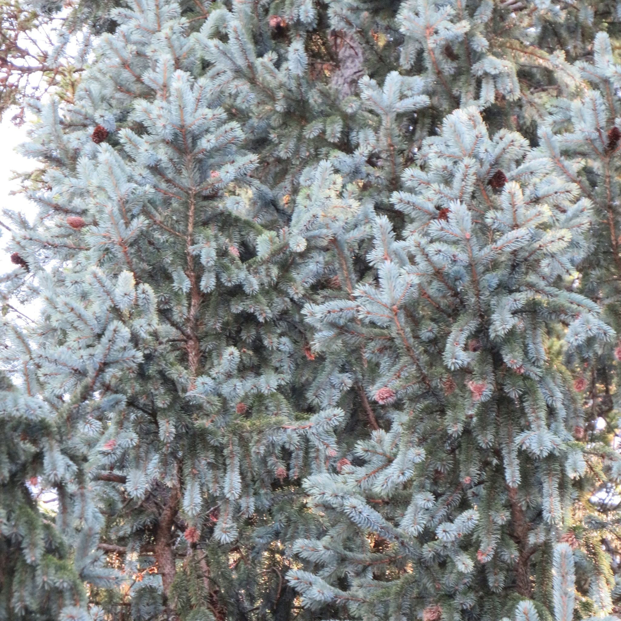 international backfill (iNaturalist): Picea