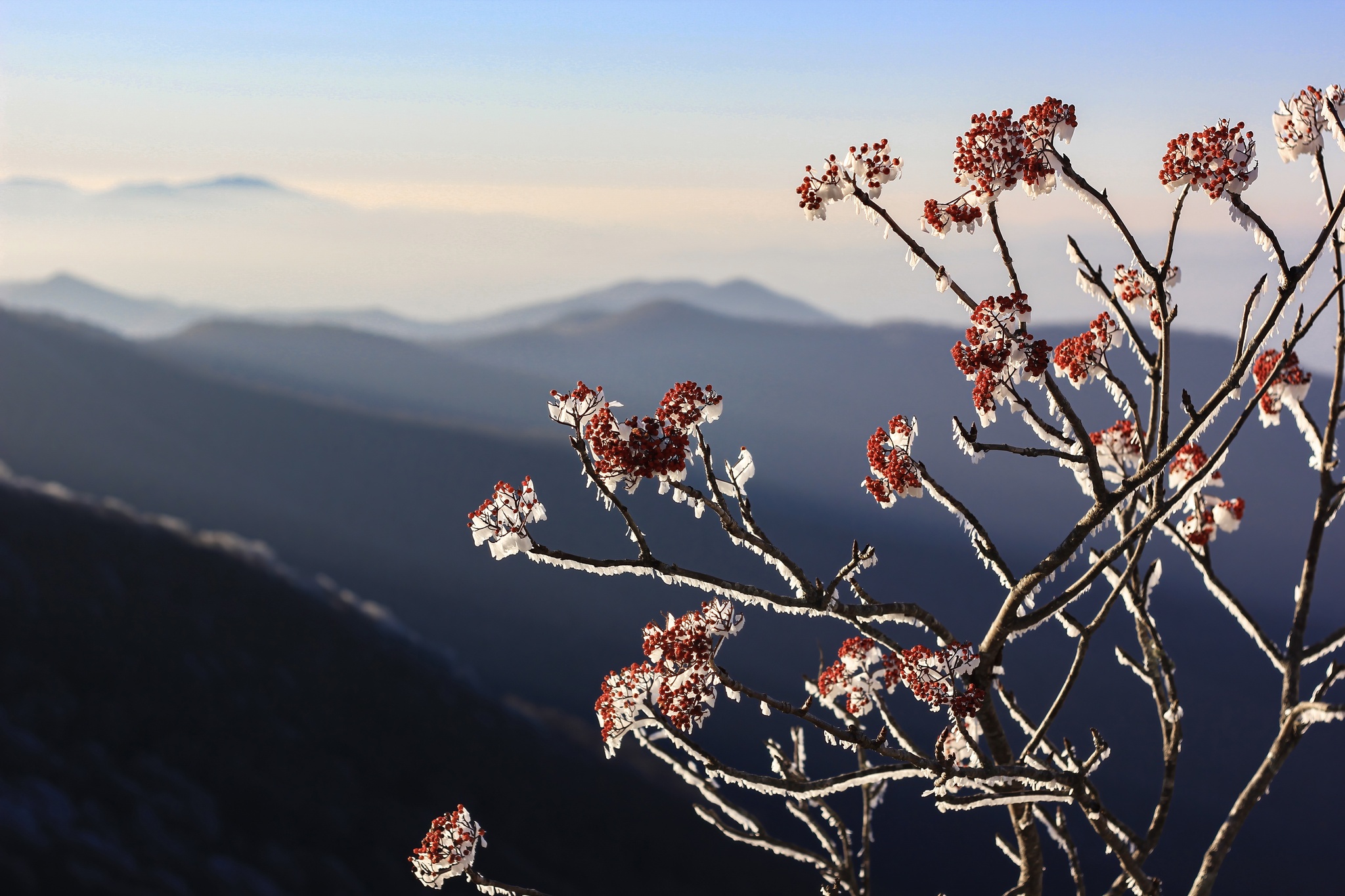 international backfill (iNaturalist): Sorbus
