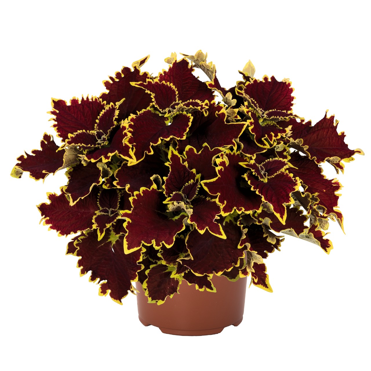Колеус Stained Glassworks Crown Jewel