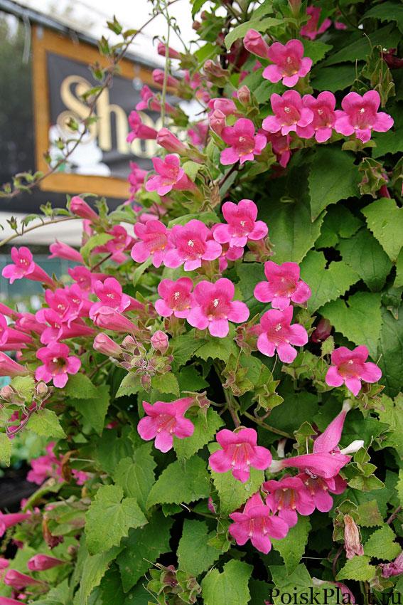 Азарина красноватая Creeping Gloxinia