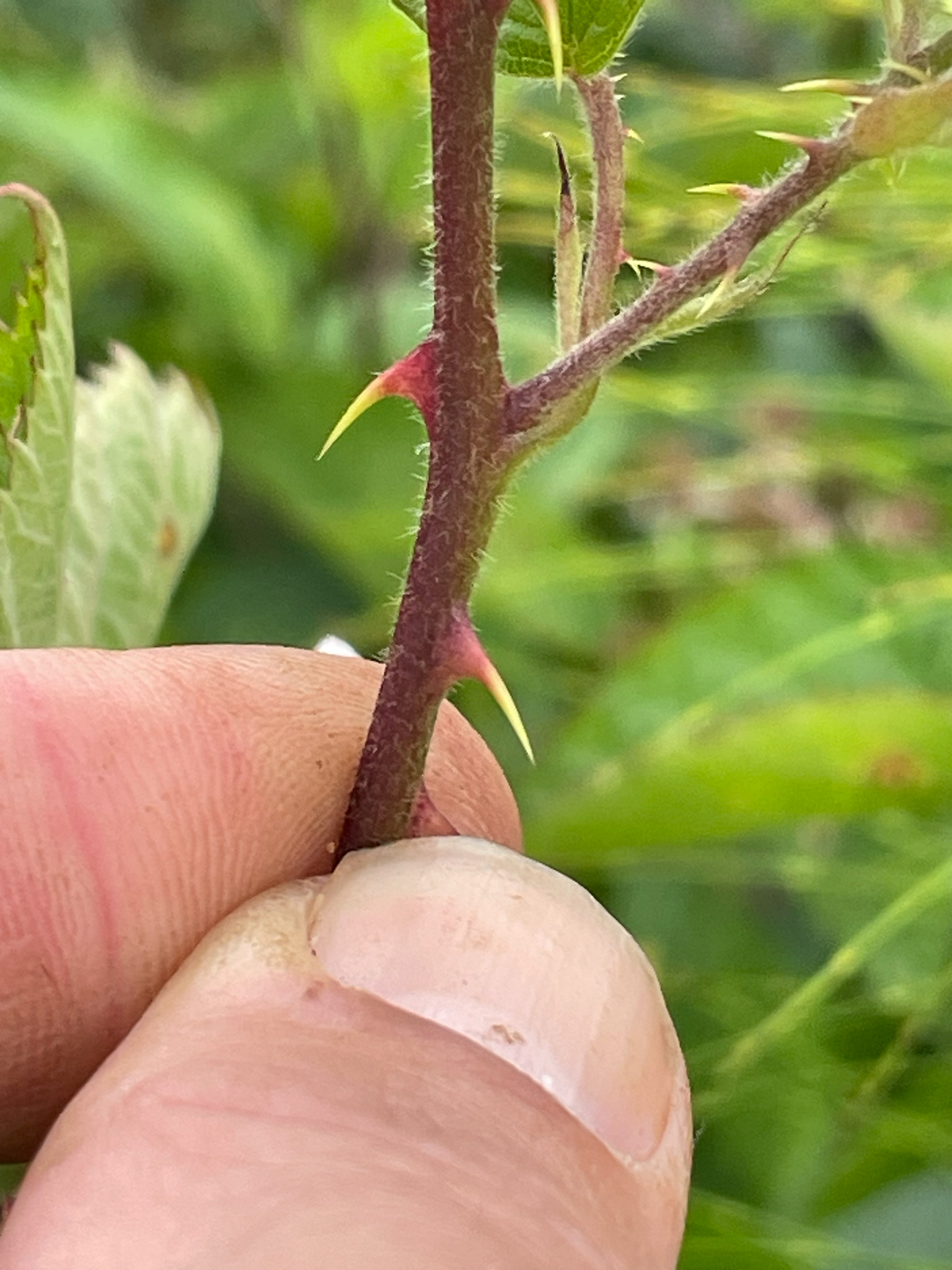 international backfill (iNaturalist): Rubus