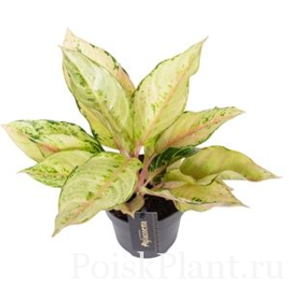 Аглаонема гибридная Chartreuse Pretty