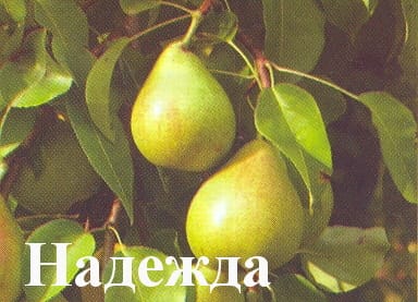 Груша Надежда