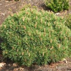 Сосна горная (Pinus mugo Ofenpass)