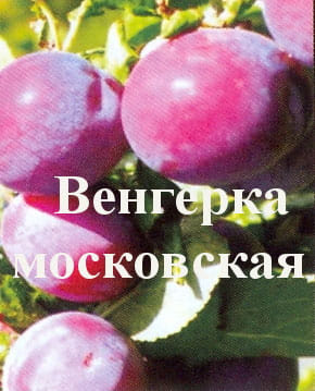 Слива "Венгерка московская" Садоград 2хлетние саженцы