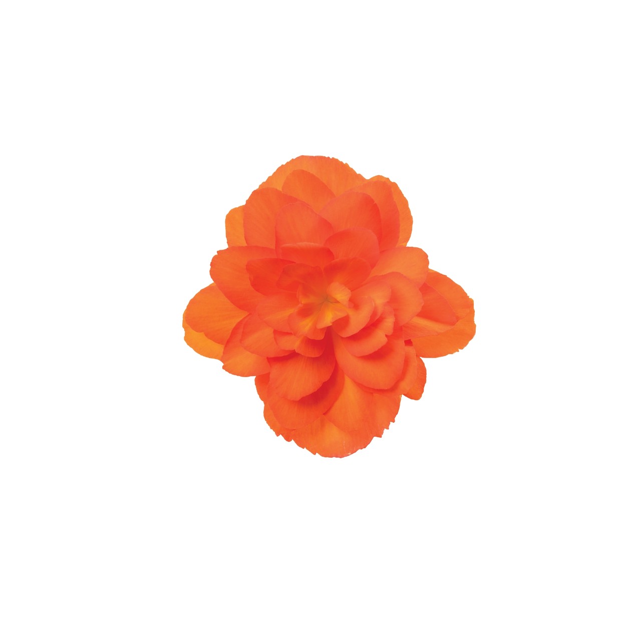 Бегония I'CONIA Portofino Orange
