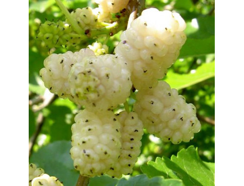 Шелковица белая плакучая