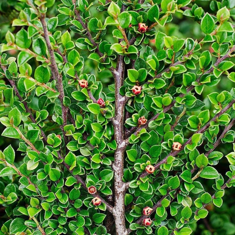 kizilnik-cotoneaster-blestyaschiy