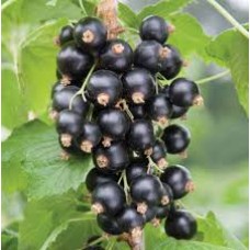 Смородина черная Загадка (Ribes nigrum)