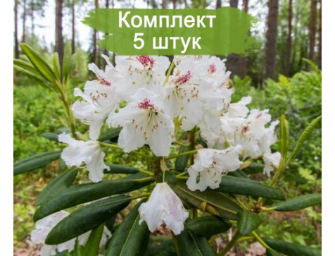 Рододендрон 5шт / Рододендрон Тигерштэт (белый)