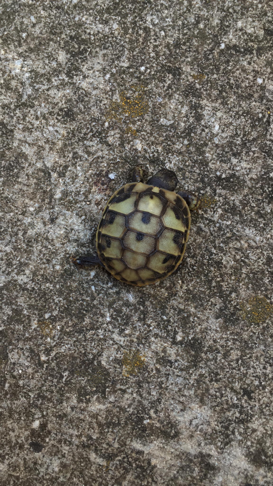 international backfill (iNaturalist): Armeniaca