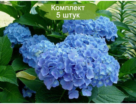 Гортензия Клеопатра