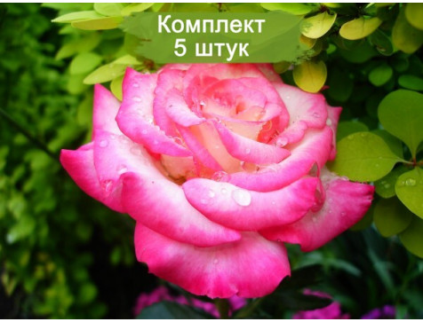 Роза Арифа (флорибунда)