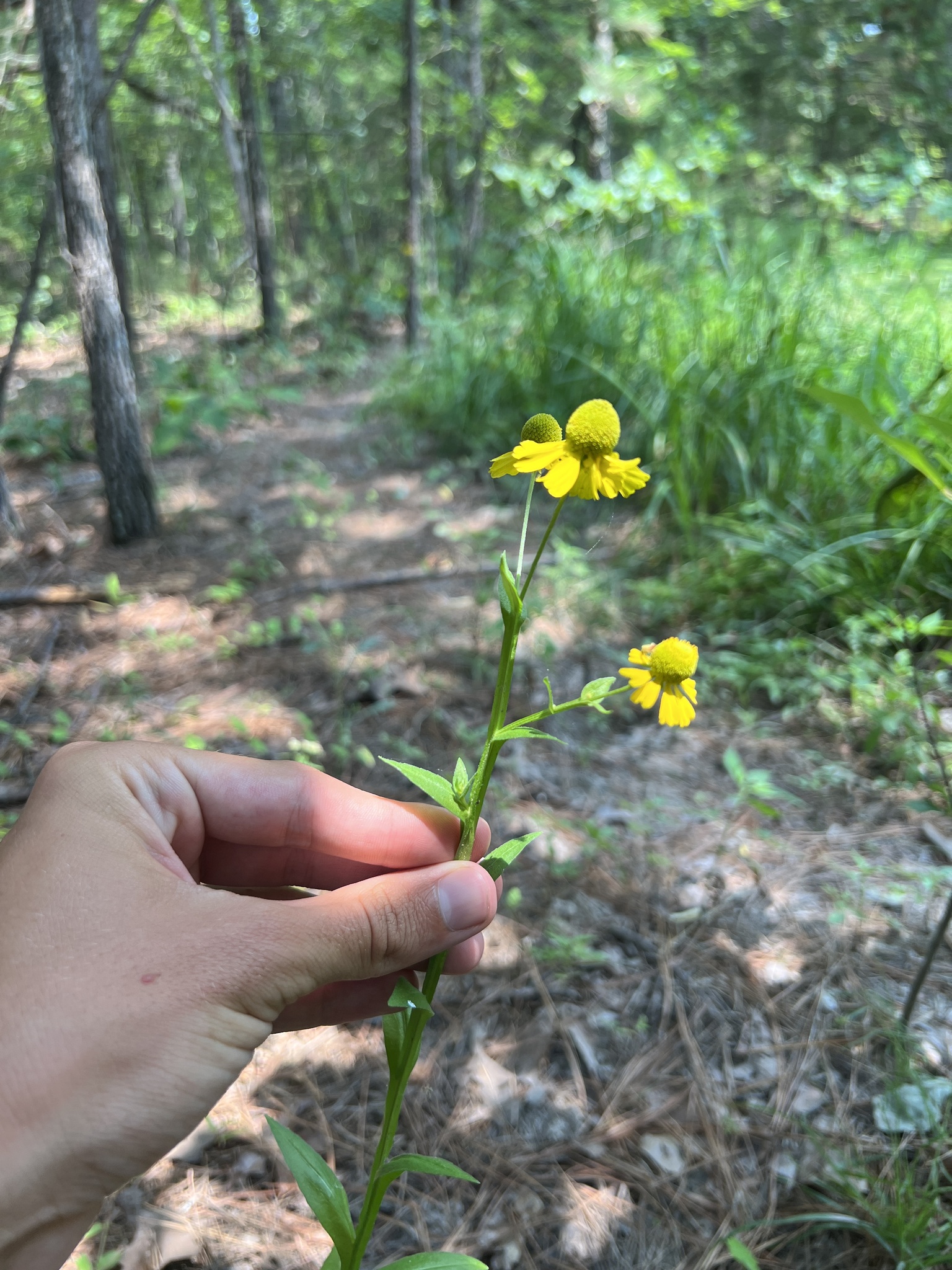 international backfill (iNaturalist): Helenium