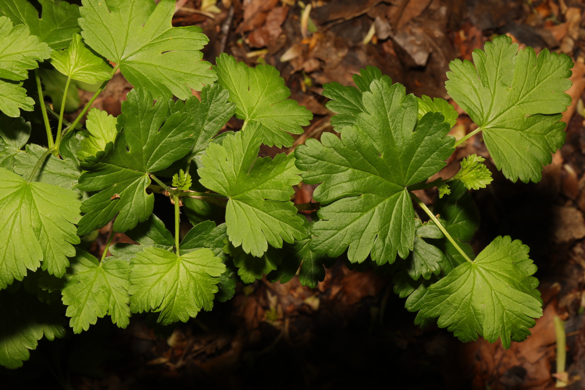 international backfill (iNaturalist): Ribes uva-crispa