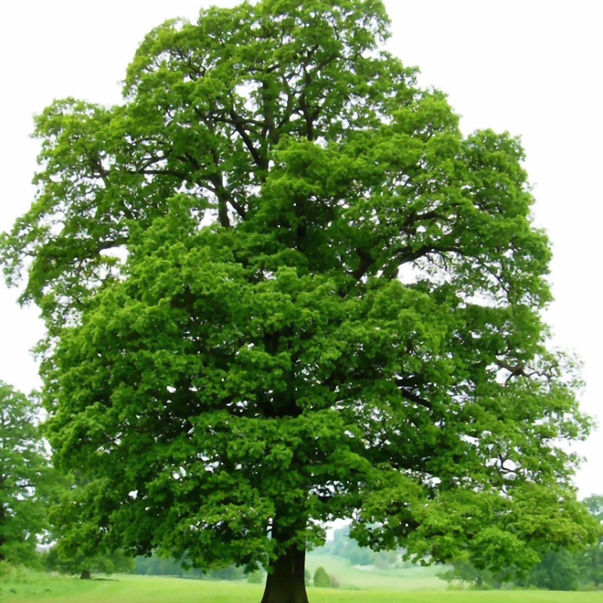 dub-quercus-chereshchatyy