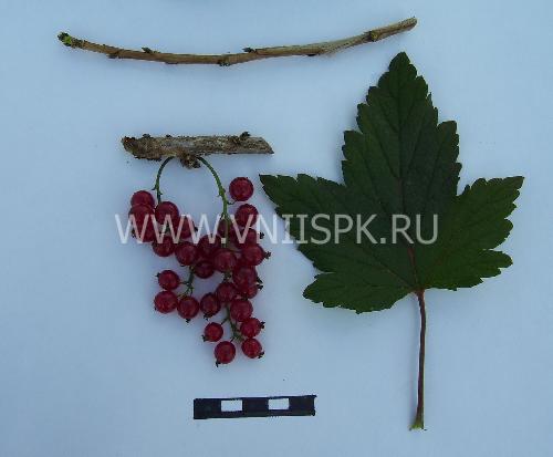 Смородина красная Натали