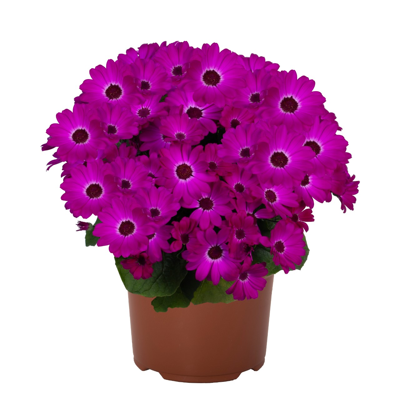 Перикаллис Mandala Magenta