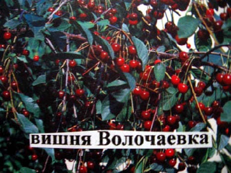 Вишня Волочаевка