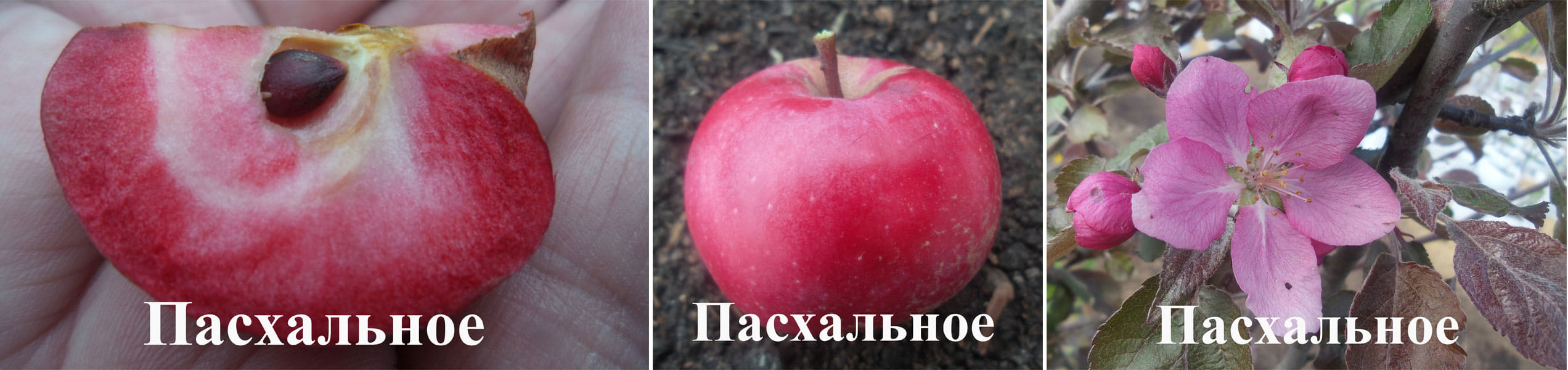Яблоня Пасхальное