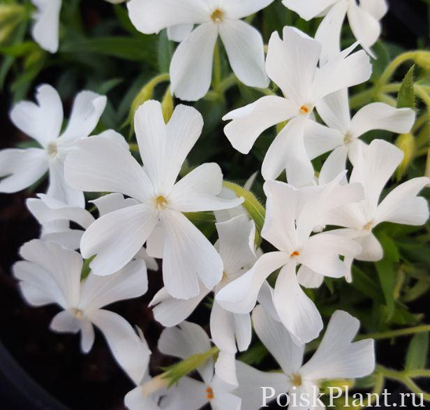 Флокс шиловидный Calvides White