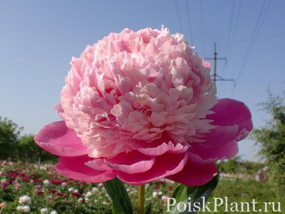 Пион травянистый Pink Derby