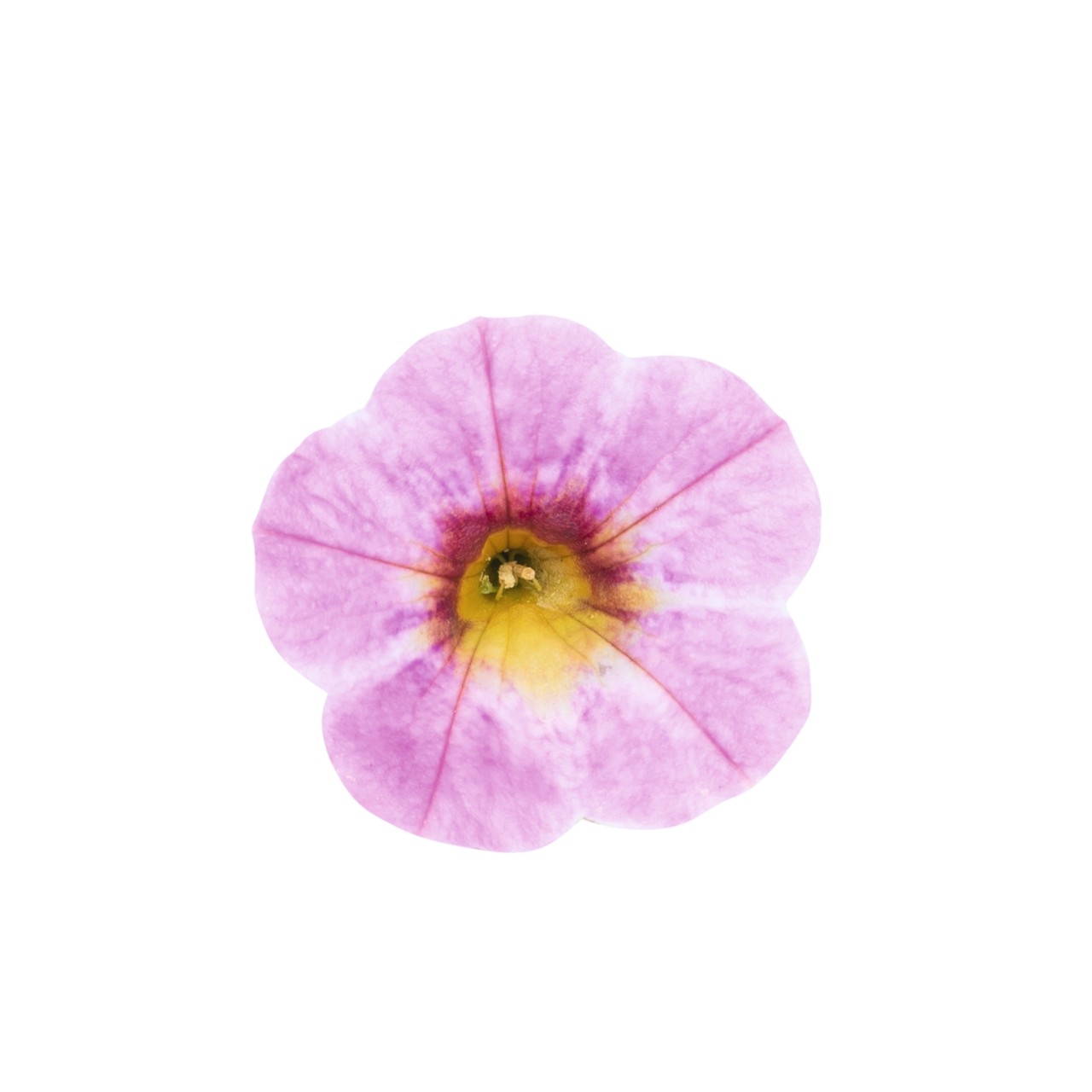 Калибрахоа Rainbow Pink