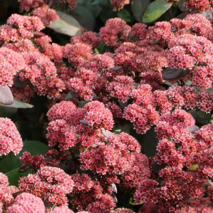 Седум видный "Ксенокс" (Sedum spectabile "Xenox")