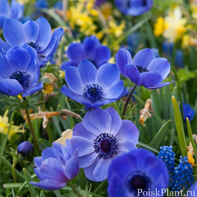 Анемона корончатая Blue Poppy