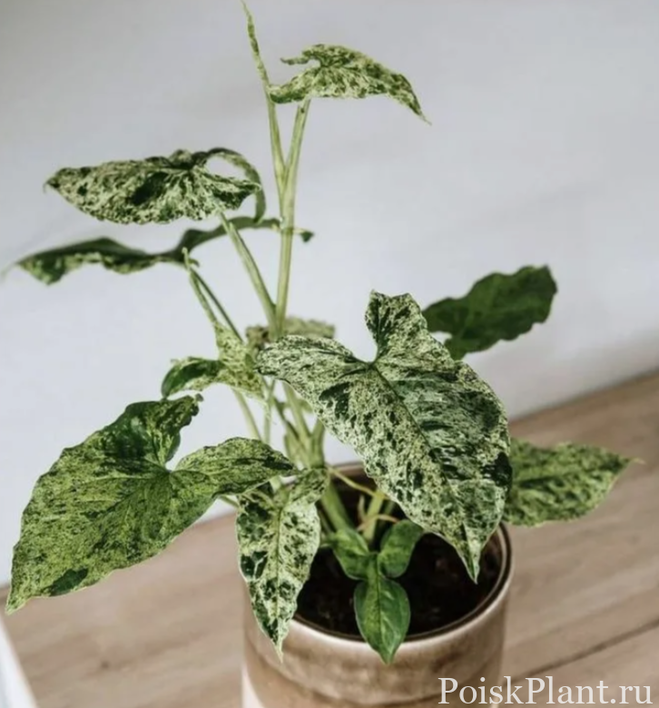 Сингониум ножколистный Mottled Mojito
