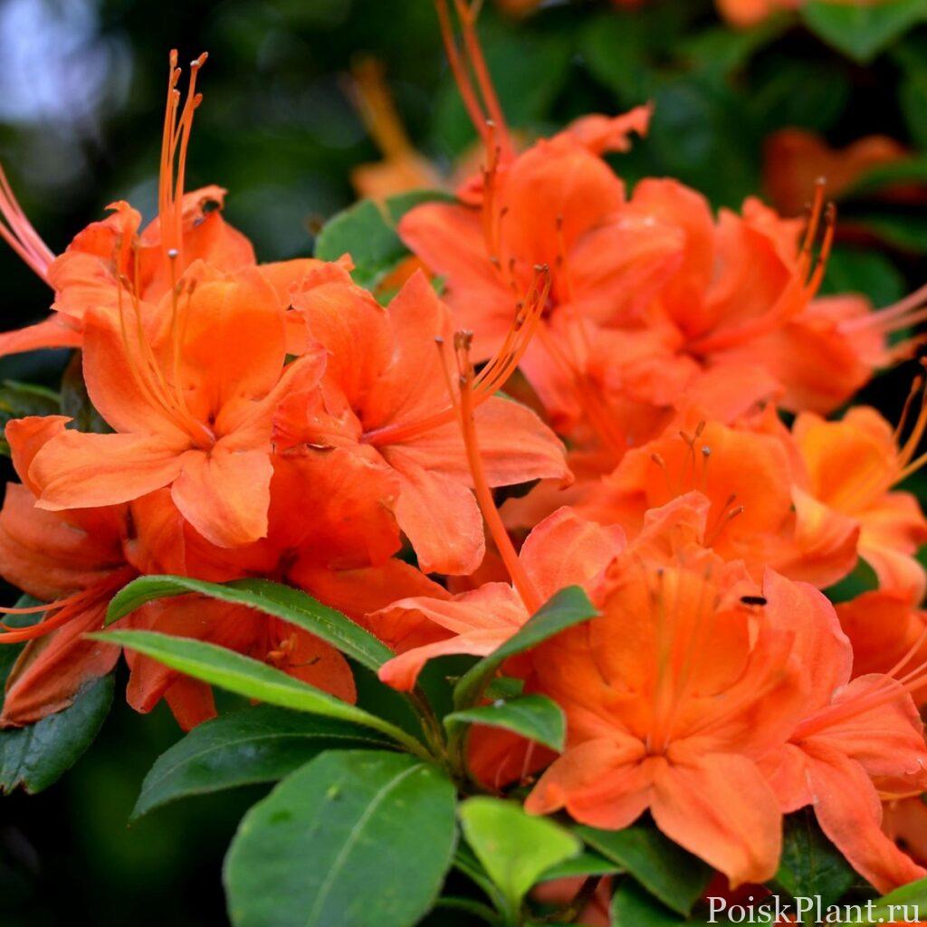 Азалия гибридная Spek's Orange