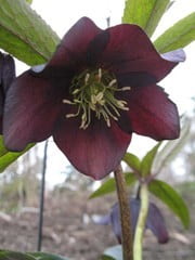 Морозник гибридный Pine Knot Best Darks
