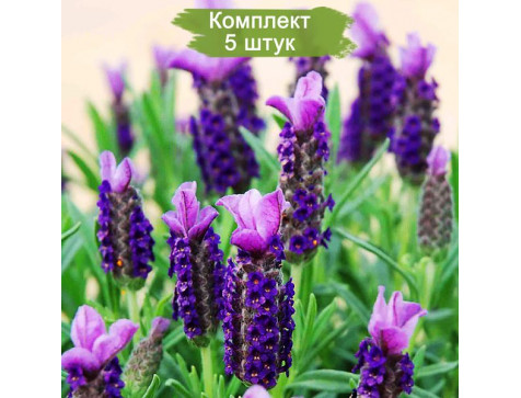 Лаванда Виктори