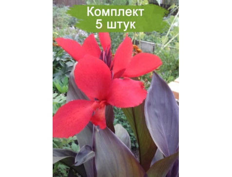 Канны Дисколор