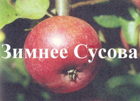 Яблоня Зимнее Сусова