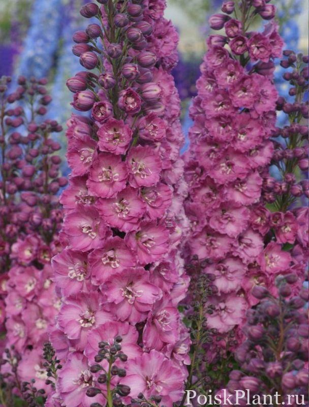 Дельфиниум гибридный Delphi's Pink Power